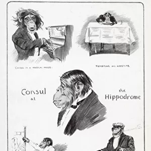 An Interview with Consul the Chimpanzee