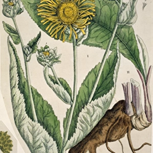 Inula helenium, elecampane