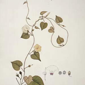 Ipomoea obscura, morning glory