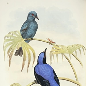 Irena puella, Asian fairy-bluebird