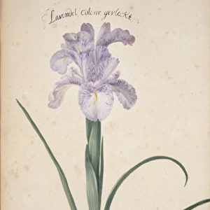 Iris cf. germanica, bearded iris