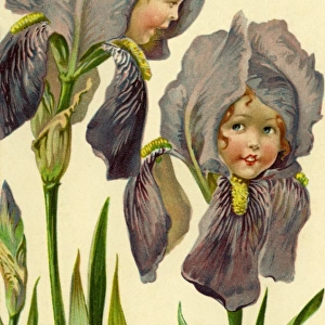 Iris flower faces