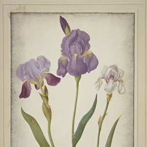 Iris germanica (left) and Iris pallida (right), bearded iris
