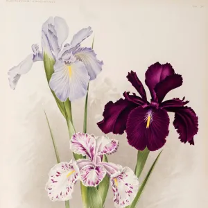 Iris, Iris xiphioides, Anglica