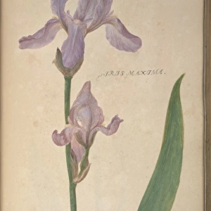 Iris maxima, iris