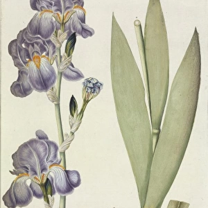 Iris odoratissima, tall bearded iris