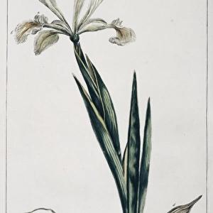 Iris orientalis, Turkish iris