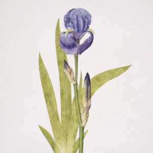 Iris pallida, bearded iris