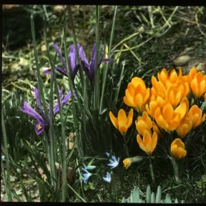 Iris Reticulata and Crocus Chrysanthus