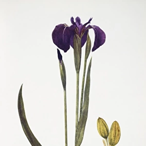Iris setosa, blue flag