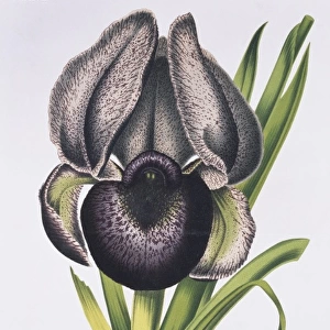 Iris susiana, mourning iris