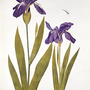 Iris tectorum Maxim. wild iris