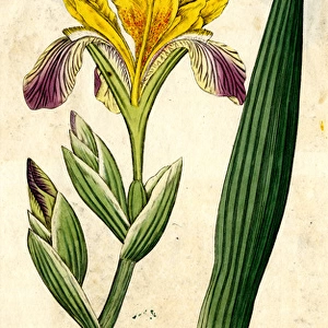 Iris Variegata, Variegated Iris