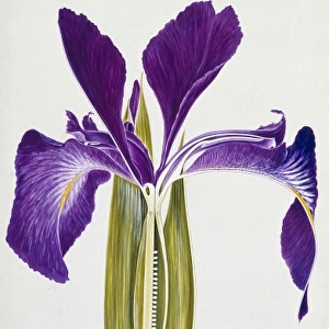 Iris xiphioides, English Iris