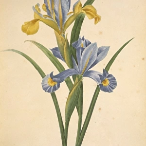 Iris xiphium, Spanish iris