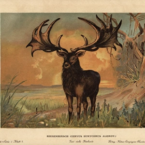 Irish Elk, Megaloceros giganteus, extinct species