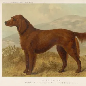 Irish Setter (Shaw)