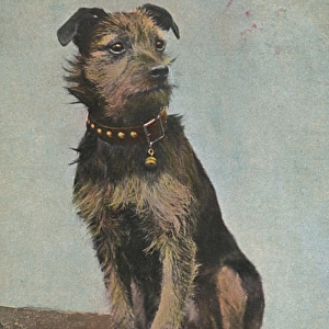 An Irish Terrier