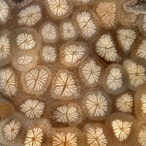 Isastraea oblonga, polished coral