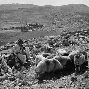 Israeli Shepherd