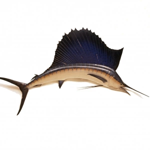 Istiophorus platypterus, Sailfish