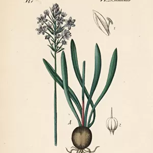 Italian bluebell, Hyacinthoides italica