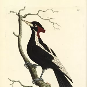 Ivory-billed woodpecker, Campephilus principalis