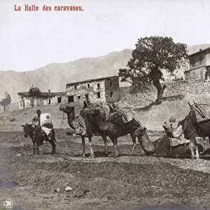 Izmir, Turkey - A Camel Caravan takes a rest