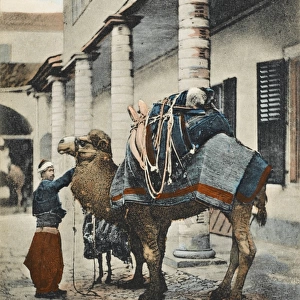 Izmir, Turkey - A Fine Camel