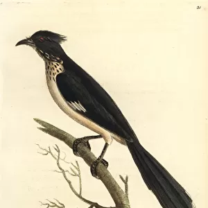 Jacobin cuckoo, Clamator jacobinus