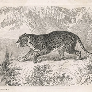 Jaguar (Engraving)