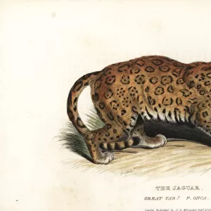 Jaguar, Panthera onca. Near threatened