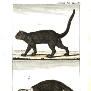 Jaguarundi and grey-headed tayra