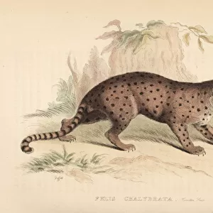 Jaguarundi, Puma yagouaroundi (Felis chalybeata)