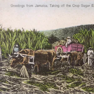 Jamaica - Harvesting the Sugar Cane Crop