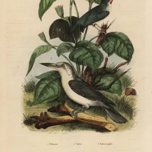 Jamaican tody, Mariana kingfisher and sunflower