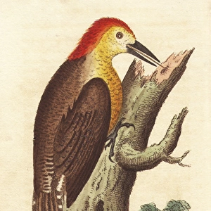 Jamaican woodpecker, Melanerpes radiolatus