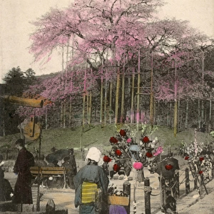 Japan - Cherry Blossoms in Maruyama Park, Kyoto