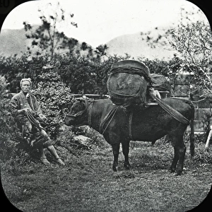 Japan - An Ox carrying tea