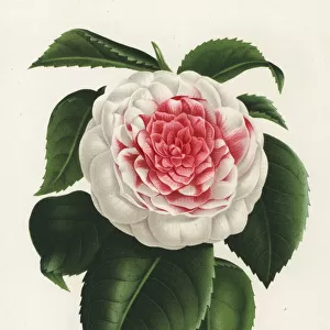 Japanese camellia cultivar, Giardino Santarelli