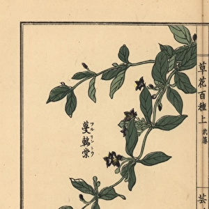 Japanese climbing gentian, Tripterospermum japonicum