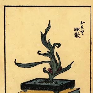 Japanese flower arrangement with lords and ladies