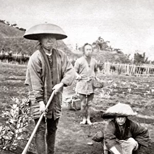 Japanese Gardeners, 1870s. Date: 1870s