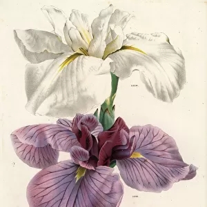 Japanese iris, Iris ensata
