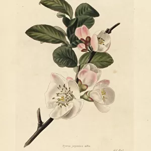 Japanese quince blossom, Chaenomeles japonica