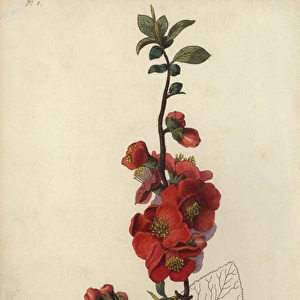 Japanese quince tree, Chaenomeles japonica