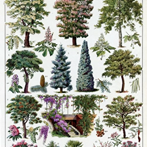 Jardins (Arbres d ornement) - trees for ornamental gardens