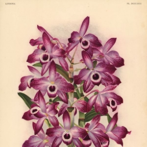 Jaspideum variety of Dendrobium nobile orchid