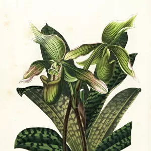 Java paphiopedilum orchid, Paphiopedilum javanicum