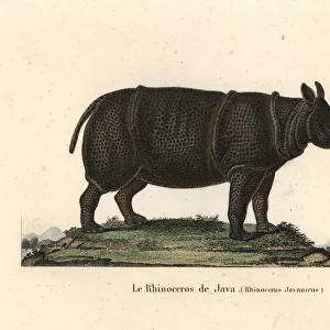 Javan rhinoceros, Rhinoceros sondaicus. Critically